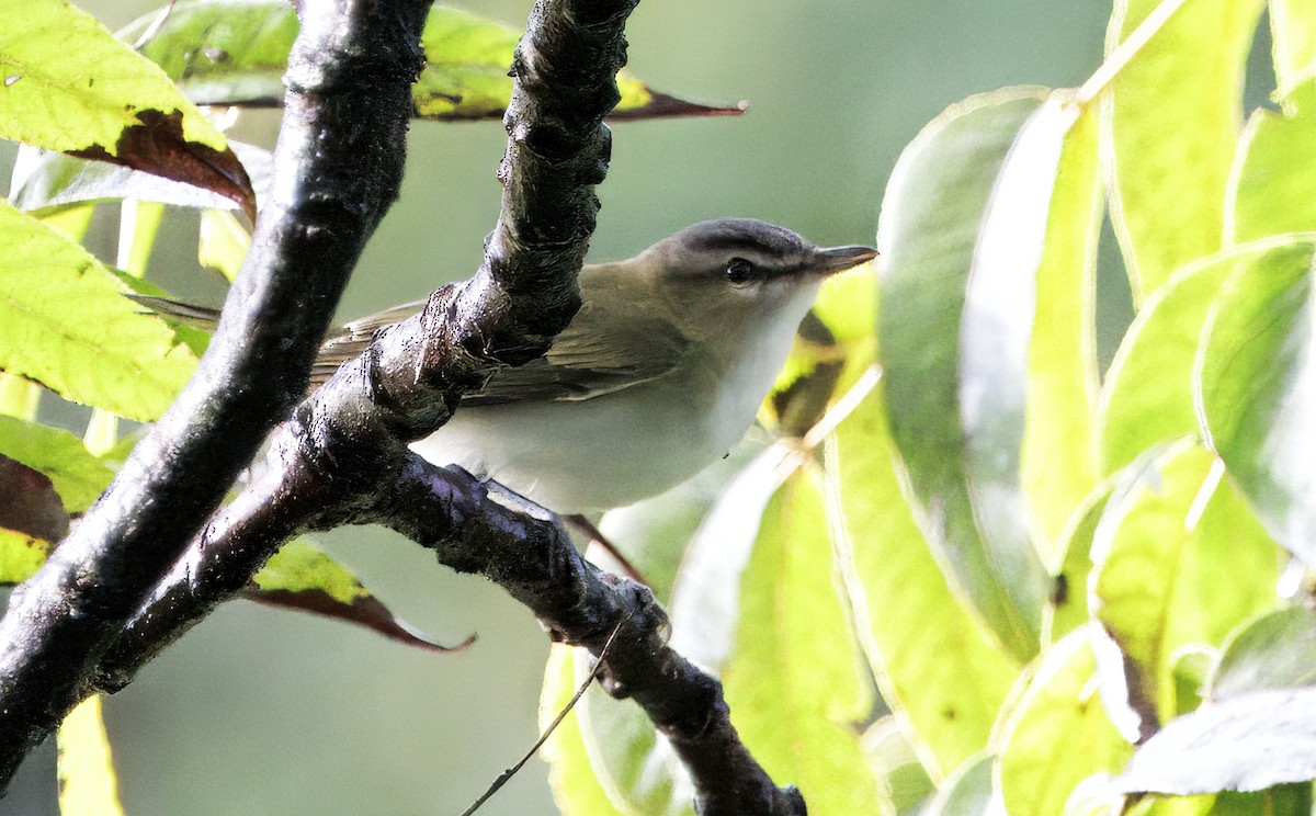 アカメモズモドキ - ML644782317