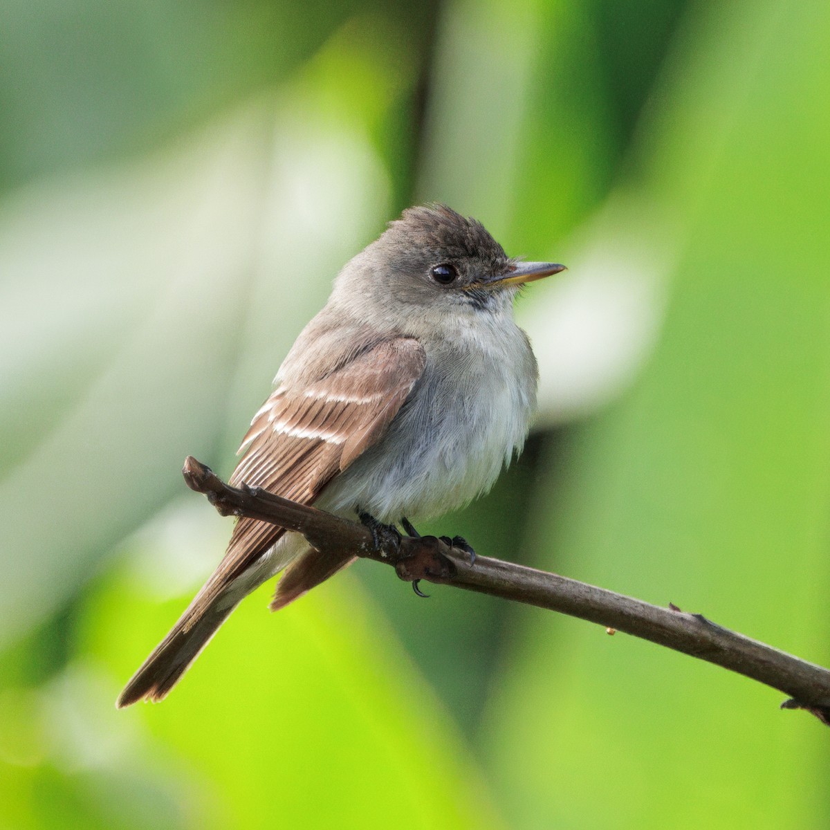 Eastern Wood-Pewee - ML644782321
