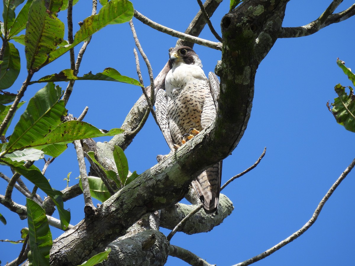 sokol stěhovavý - ML644782323