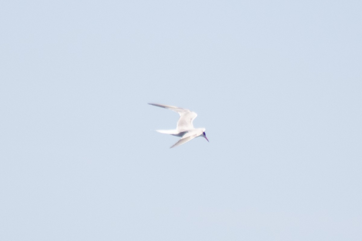 アジサシ - ML644782335