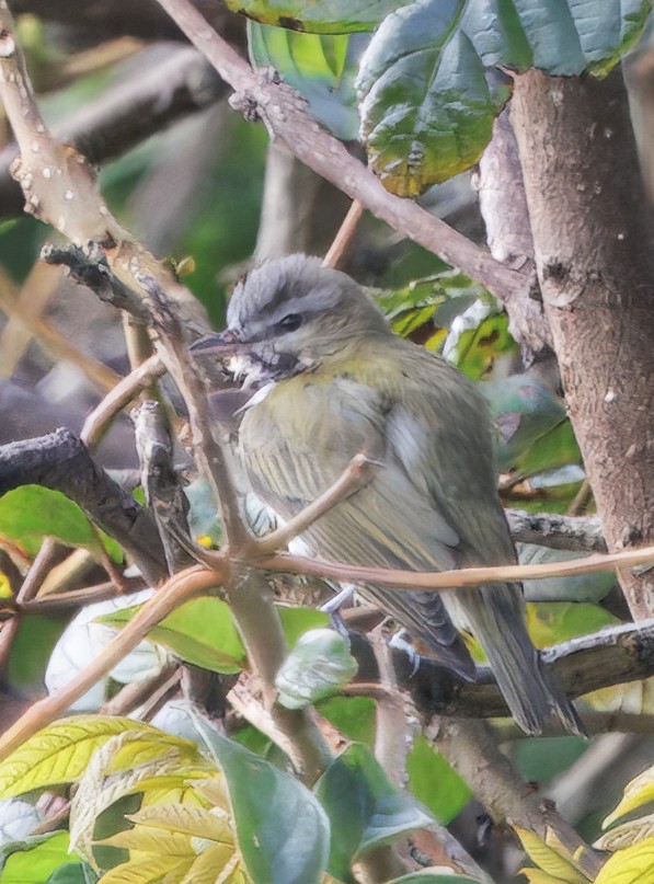 アカメモズモドキ - ML644782339