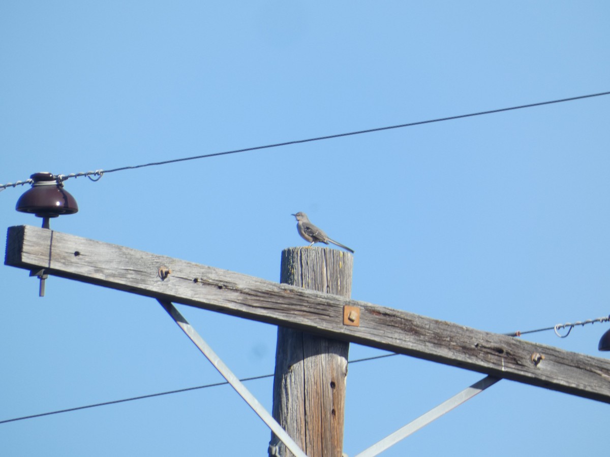 Northern Mockingbird - ML644782342