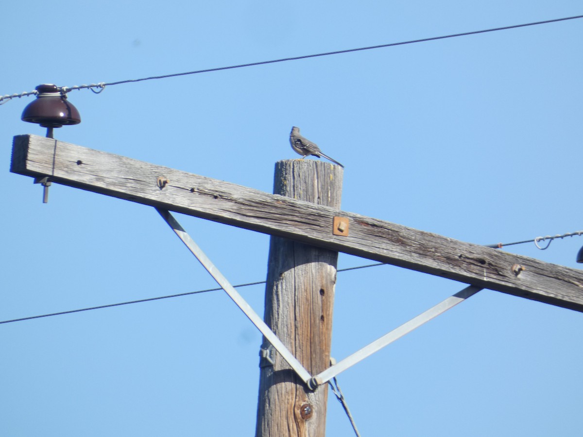 Northern Mockingbird - ML644782343
