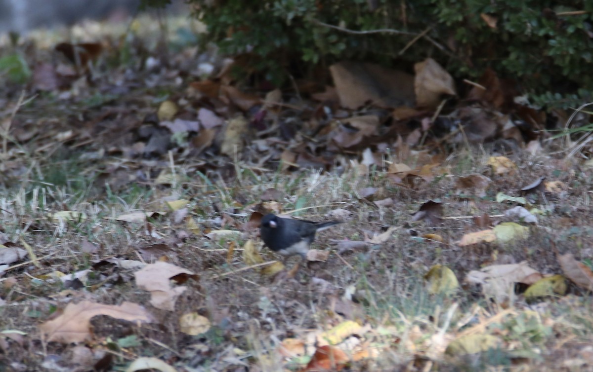 Junco Ojioscuro - ML644782347