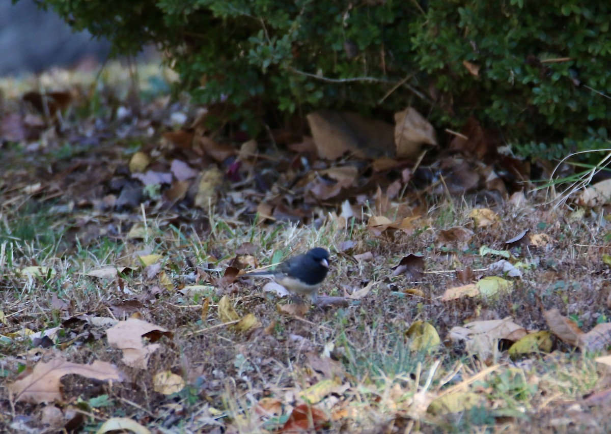 Junco Ojioscuro - ML644782348