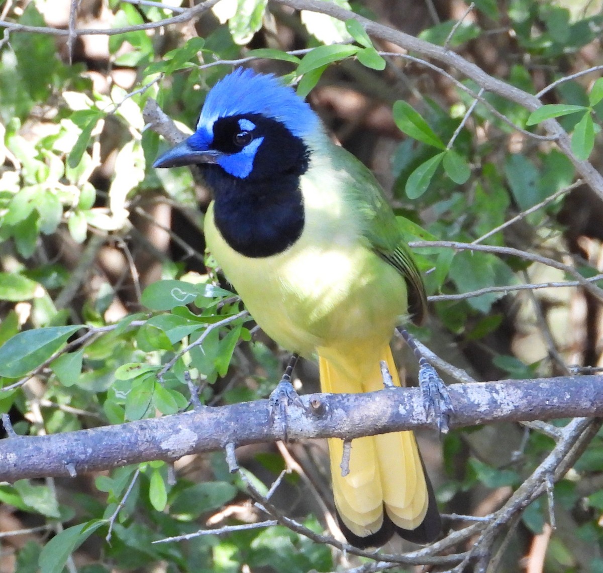 Inkablaurabe - ML644782351