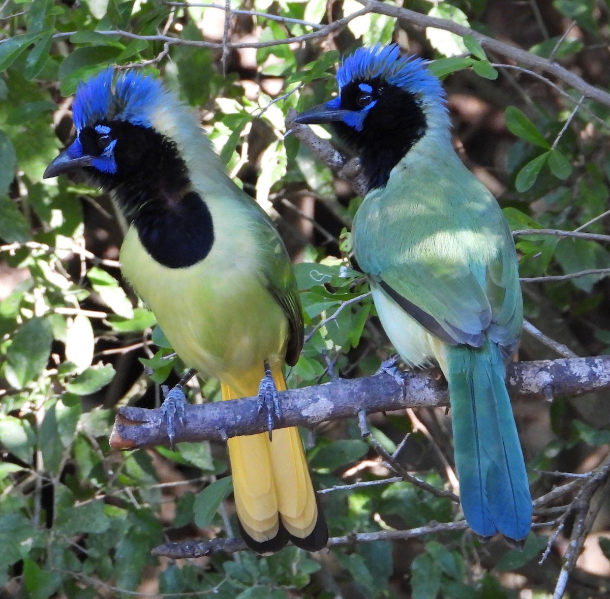 Inkablaurabe - ML644782352