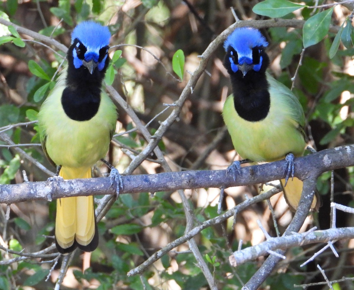 Inkablaurabe - ML644782353