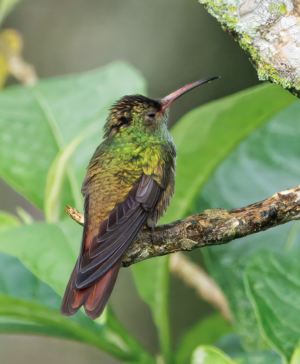 Braunschwanzamazilie - ML644782354