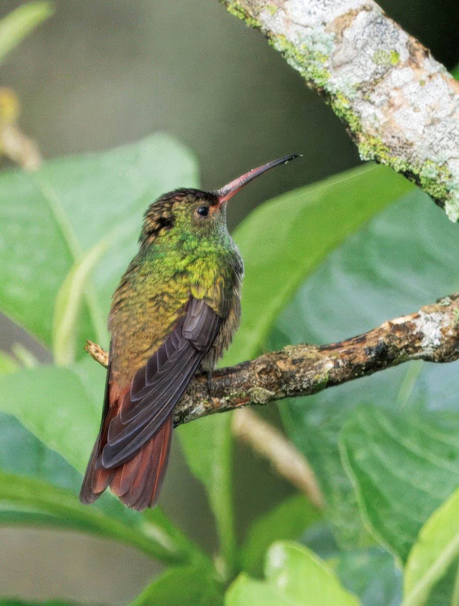 Braunschwanzamazilie - ML644782355