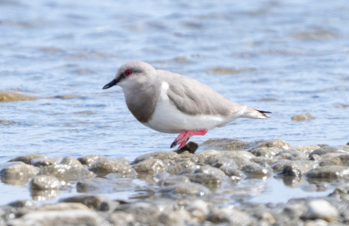 Magellanregenpfeifer - ML644782356