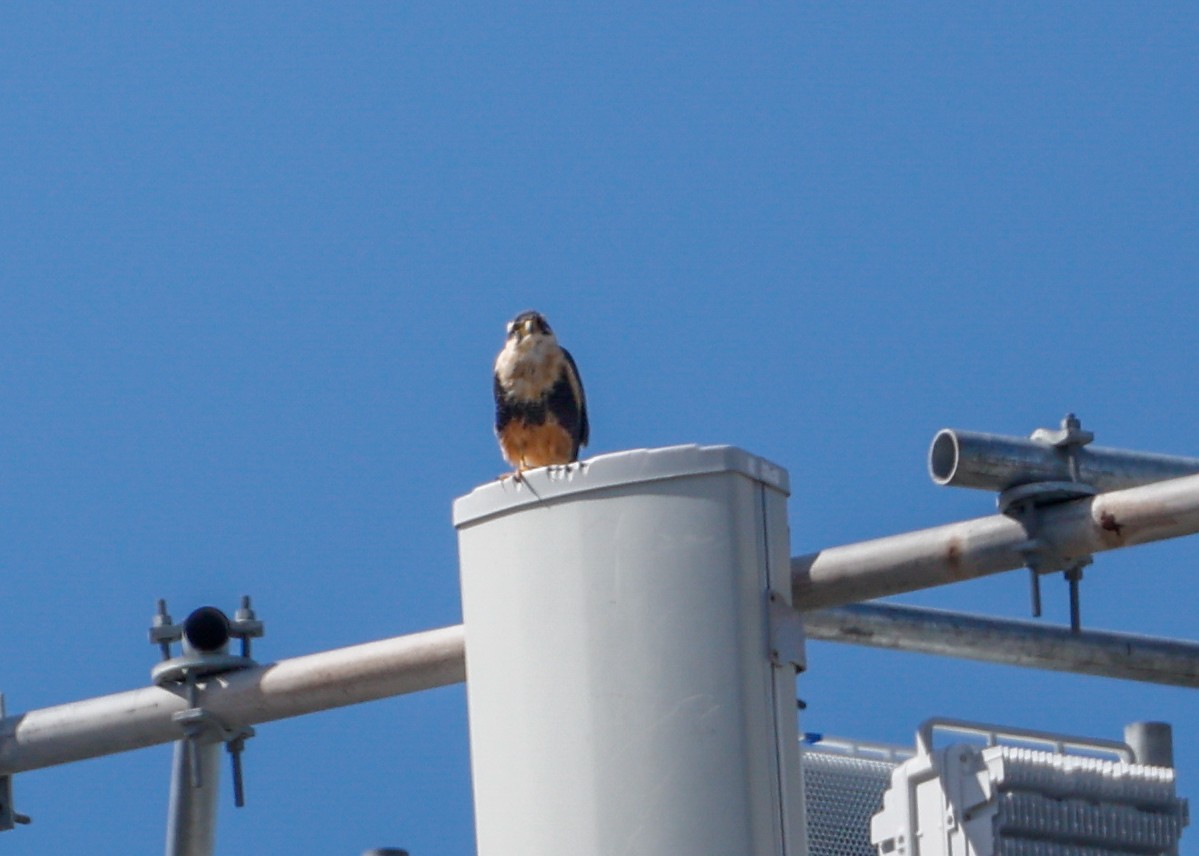 Aplomadofalke - ML644782357