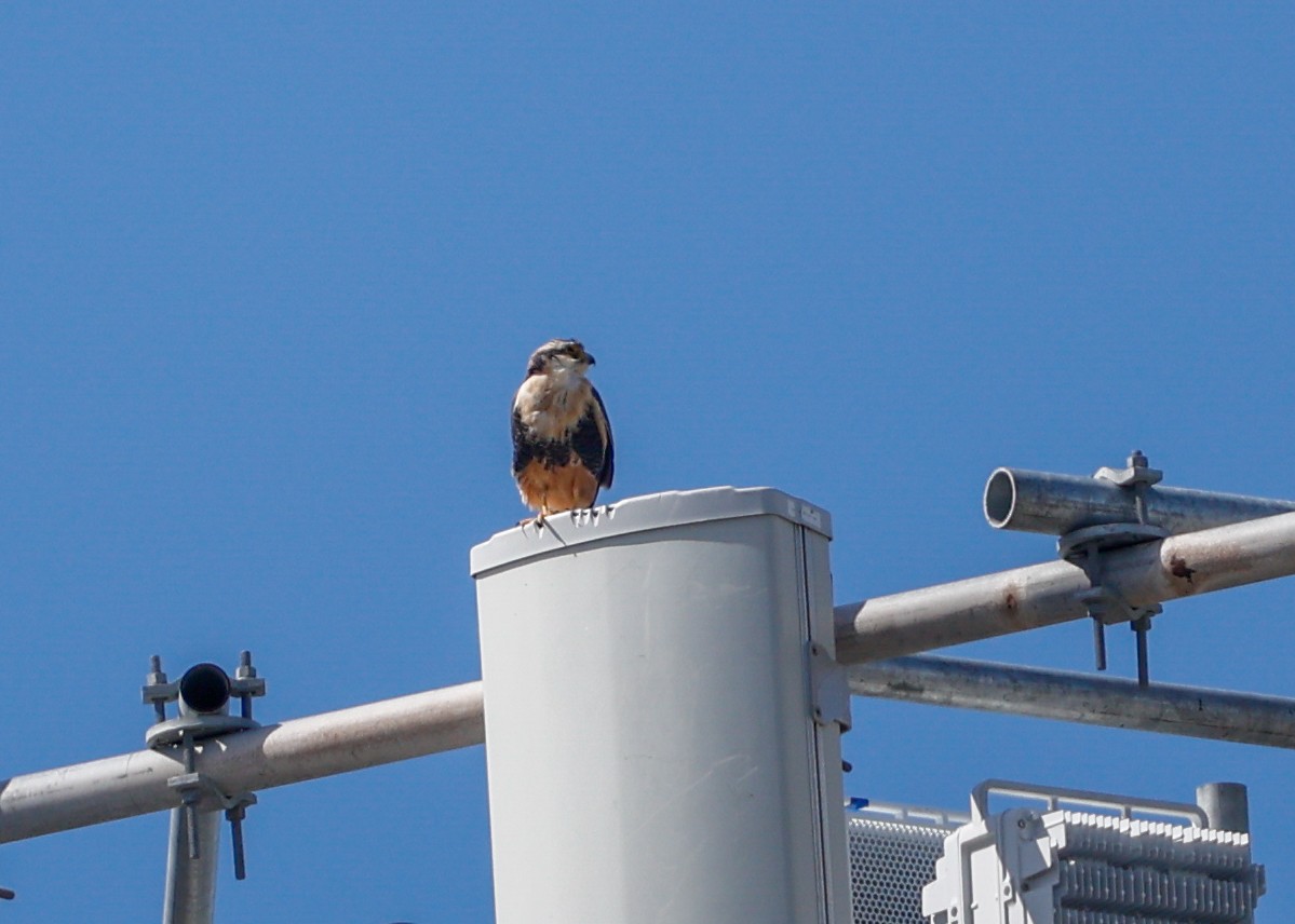 Aplomadofalke - ML644782358