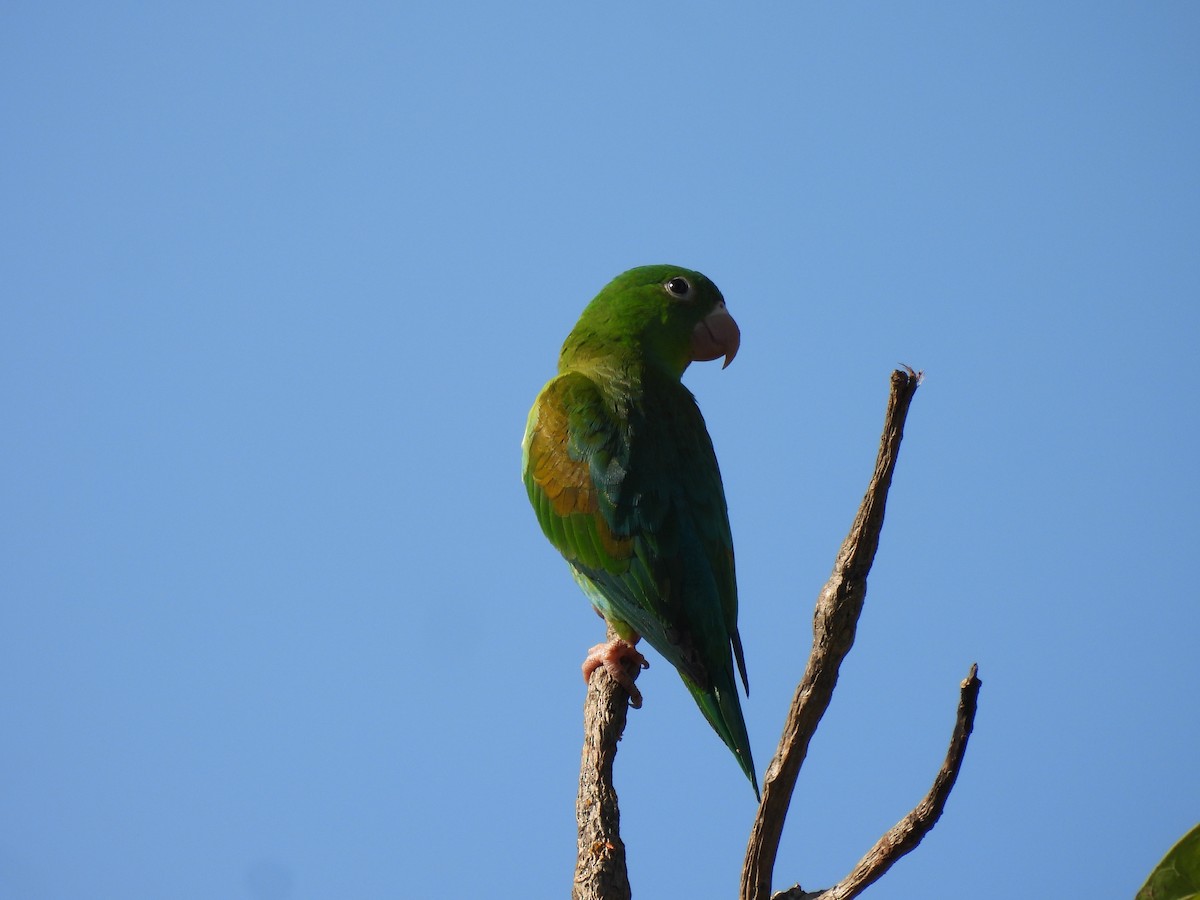 Tovisittich - ML644782360