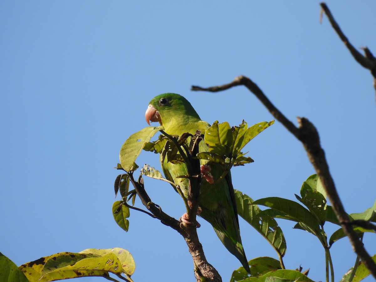 Tovisittich - ML644782361