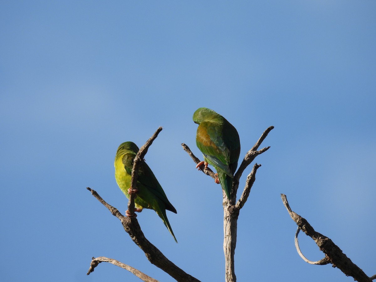 Tovisittich - ML644782363