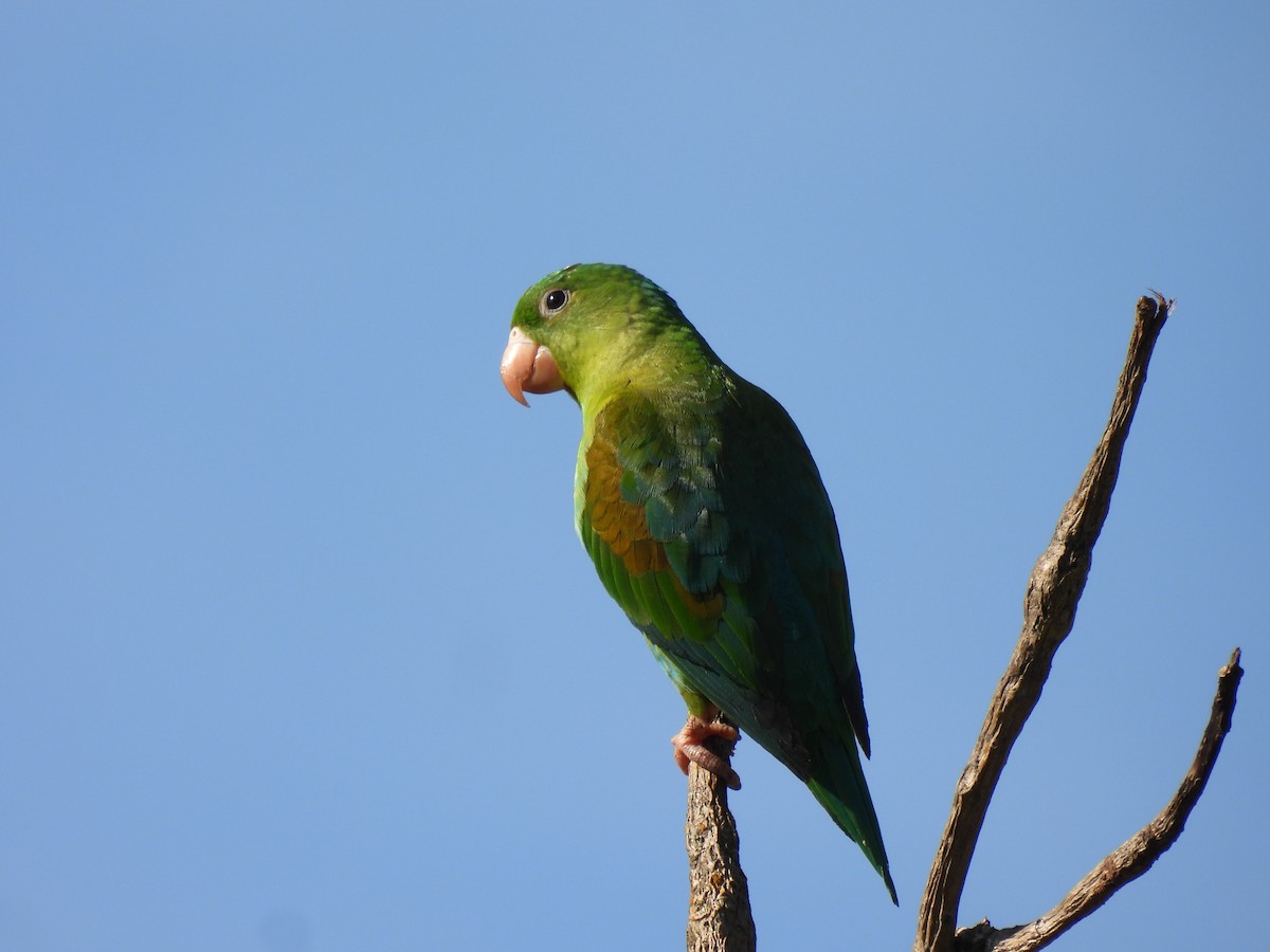 Tovisittich - ML644782364