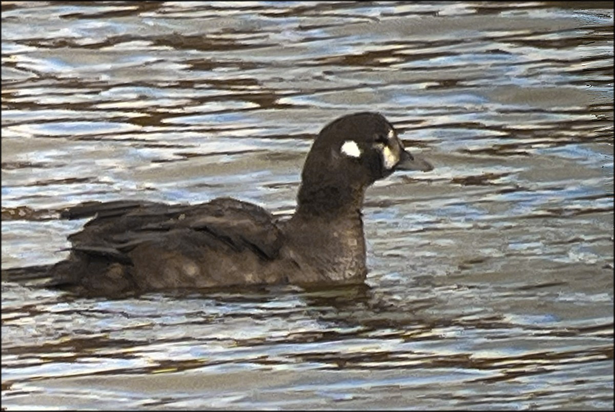 Palyaço Ördeği - ML644782365