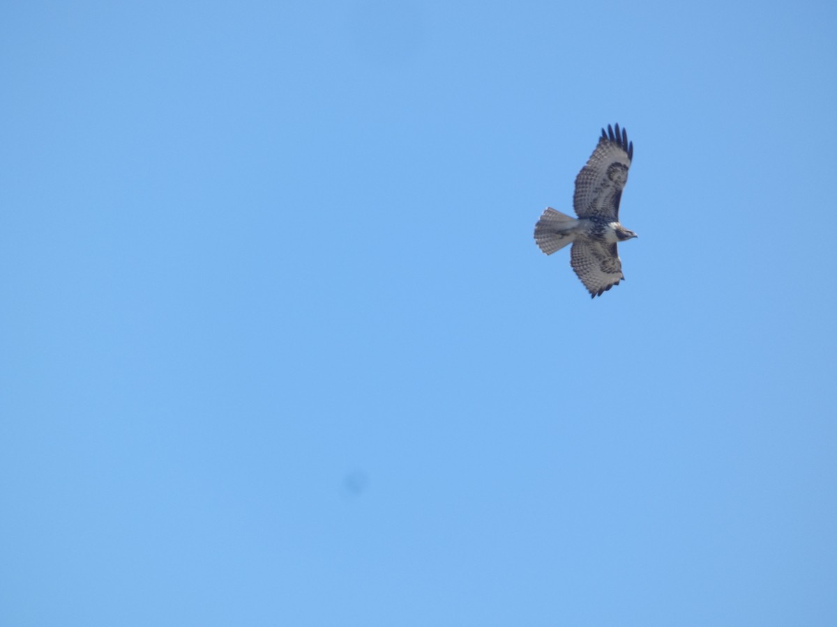 Rotschwanzbussard - ML644782366