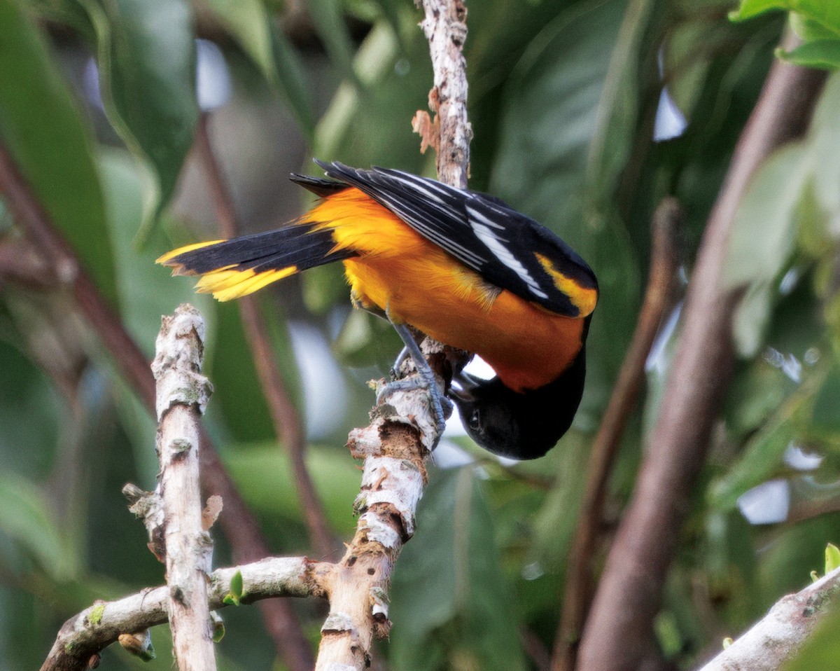 Baltimoretrupial - ML644782368