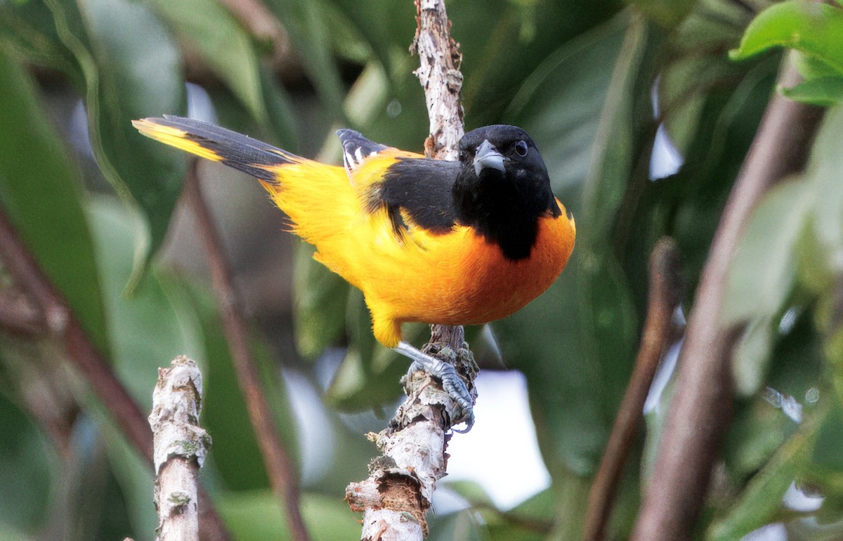 Baltimoretrupial - ML644782369