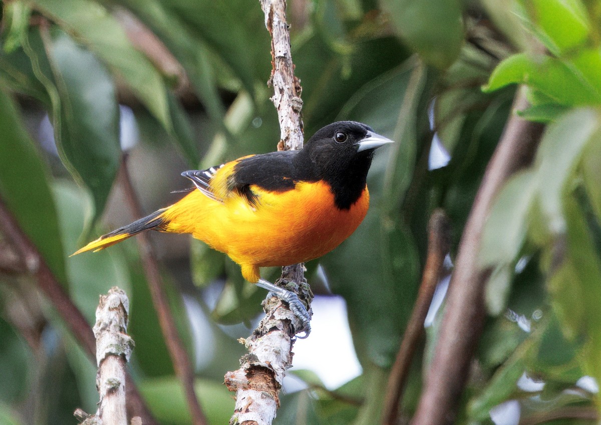 Baltimoretrupial - ML644782370