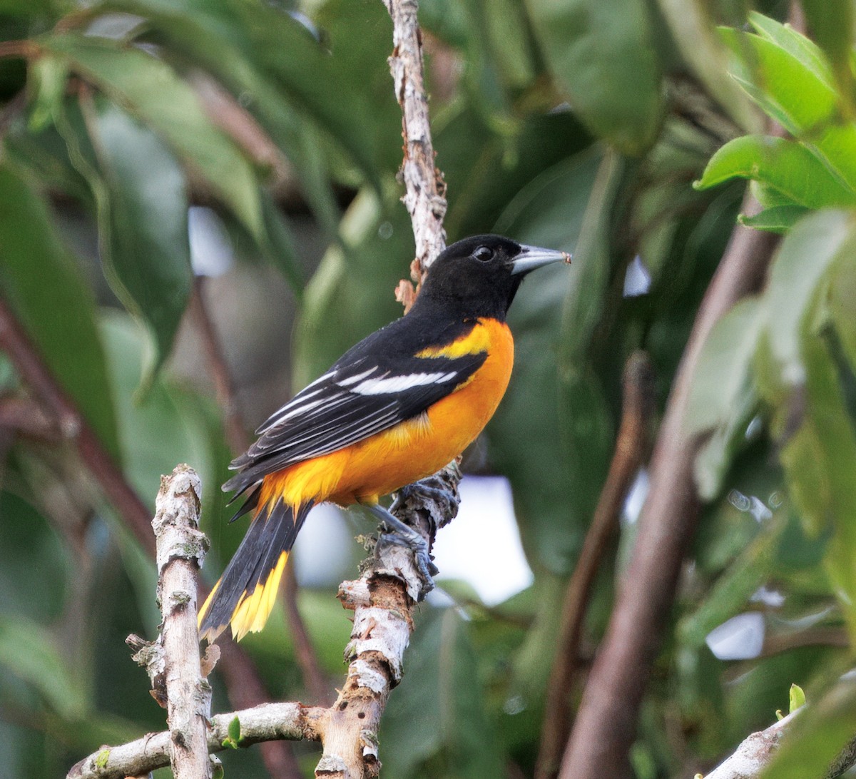 Baltimoretrupial - ML644782371