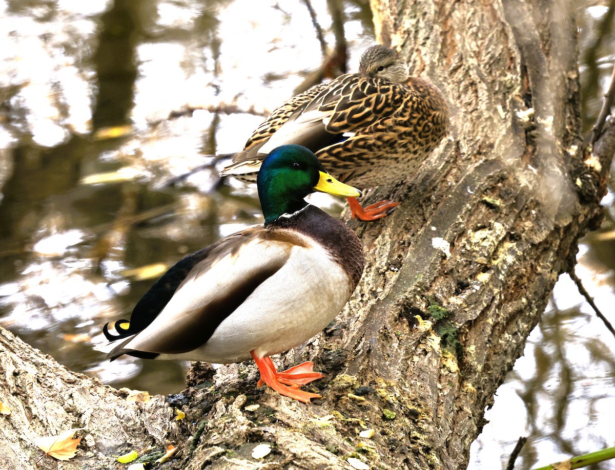 Stockente - ML644782372