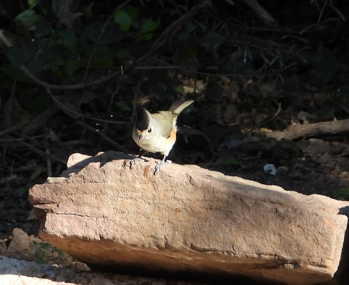 Schwarzhäubchenmeise - ML644782373