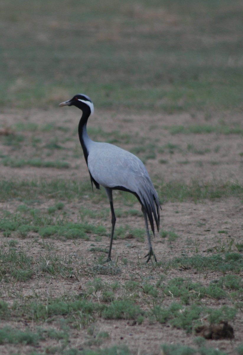 Jungfernkranich - ML644782374