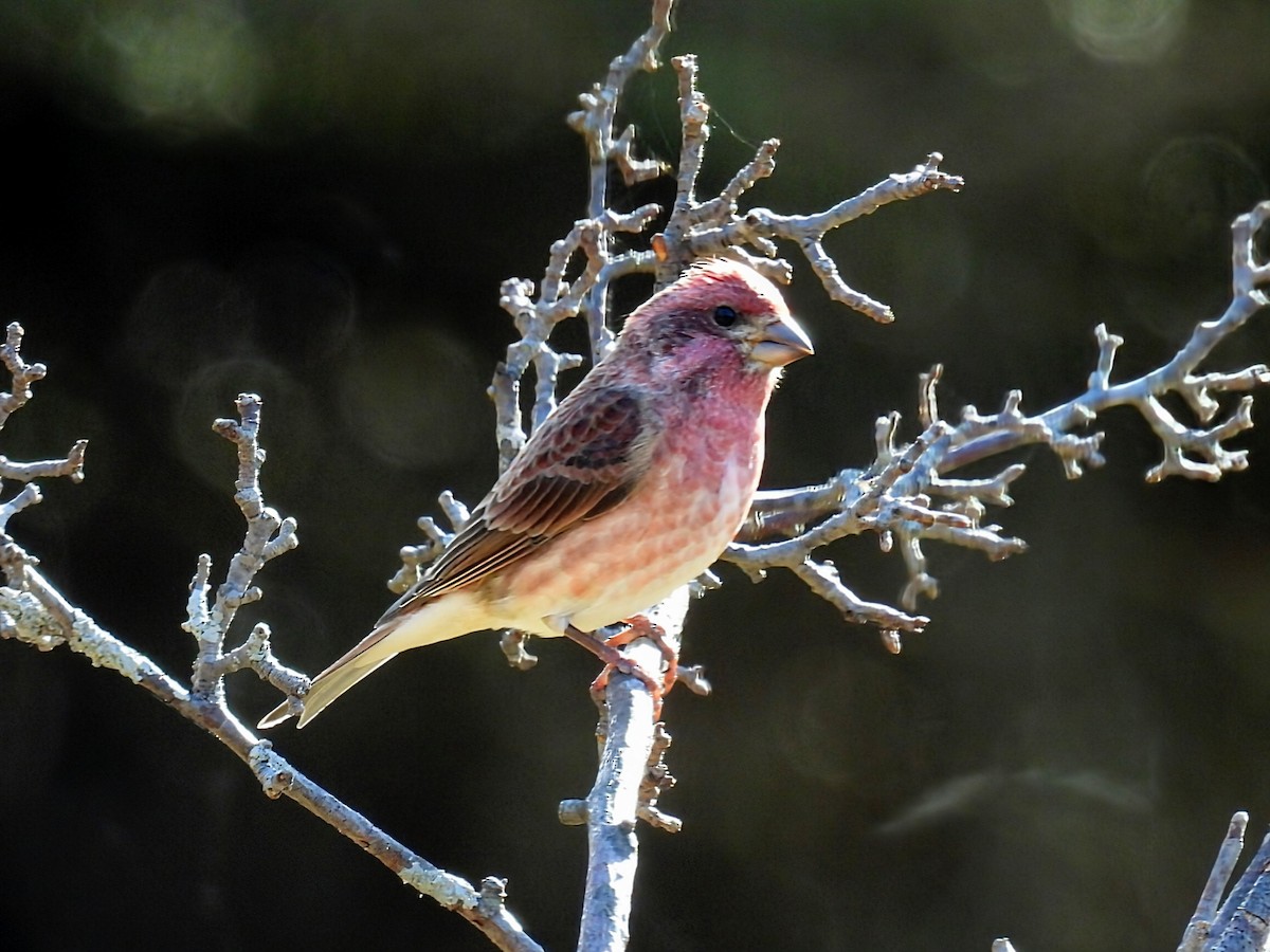 Purpurgimpel - ML644782375