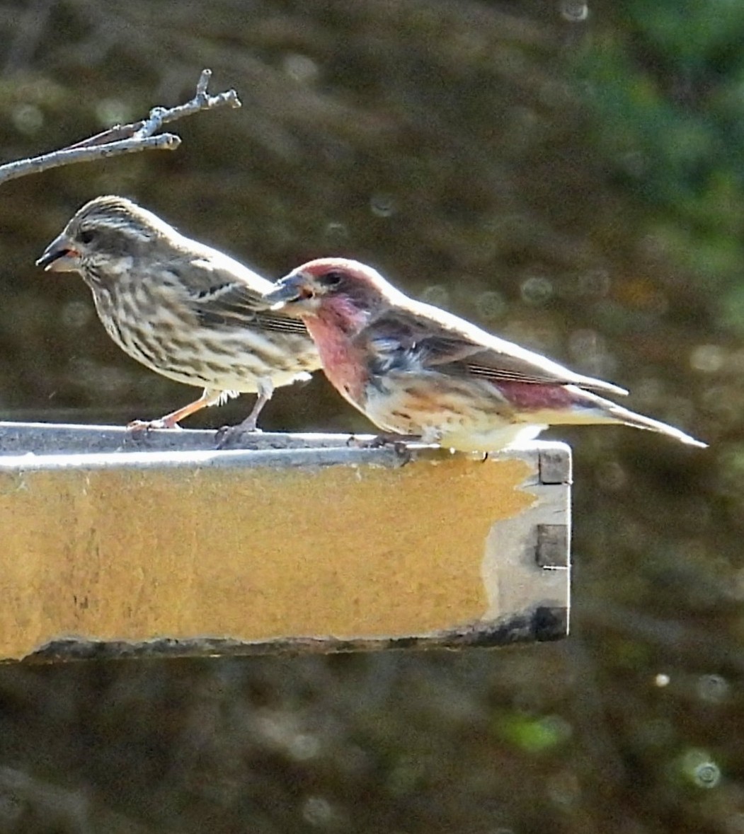 Purpurgimpel - ML644782376