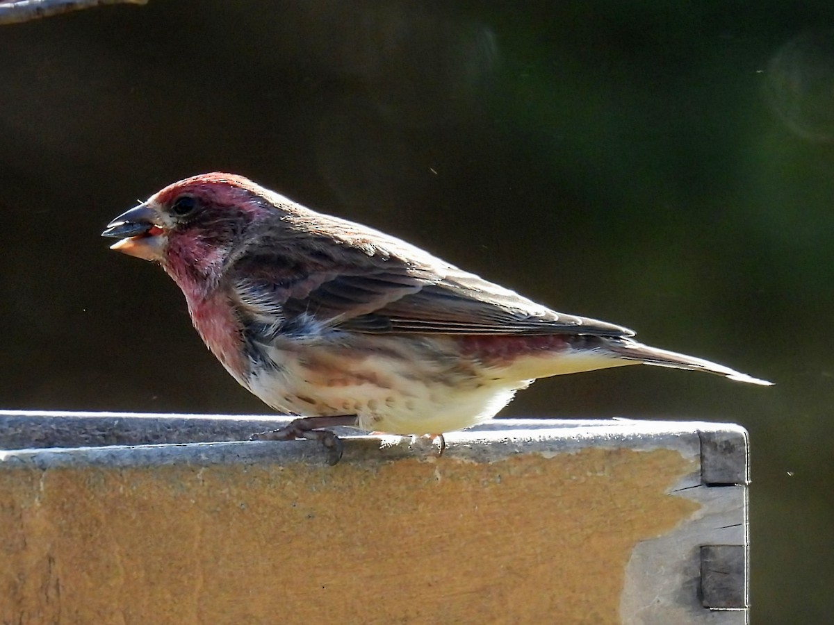 Purpurgimpel - ML644782377