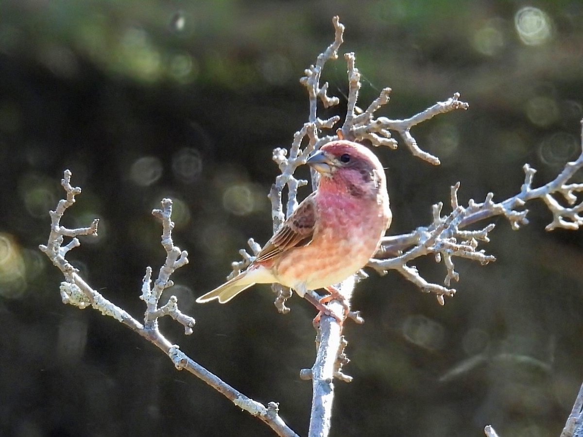 Purpurgimpel - ML644782378