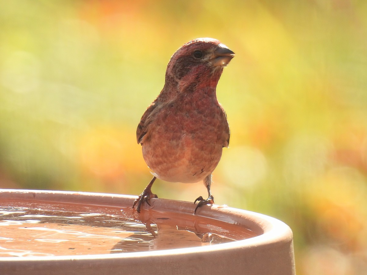 Purpurgimpel - ML644782380