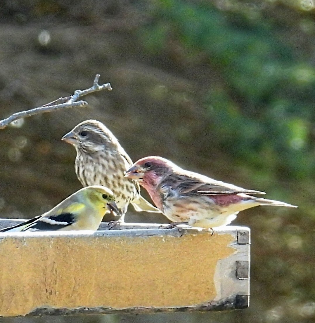 Purpurgimpel - ML644782381