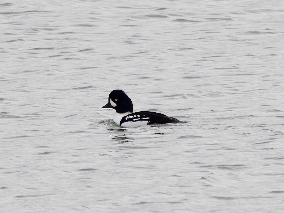 Barrow's Goldeneye - ML644782384