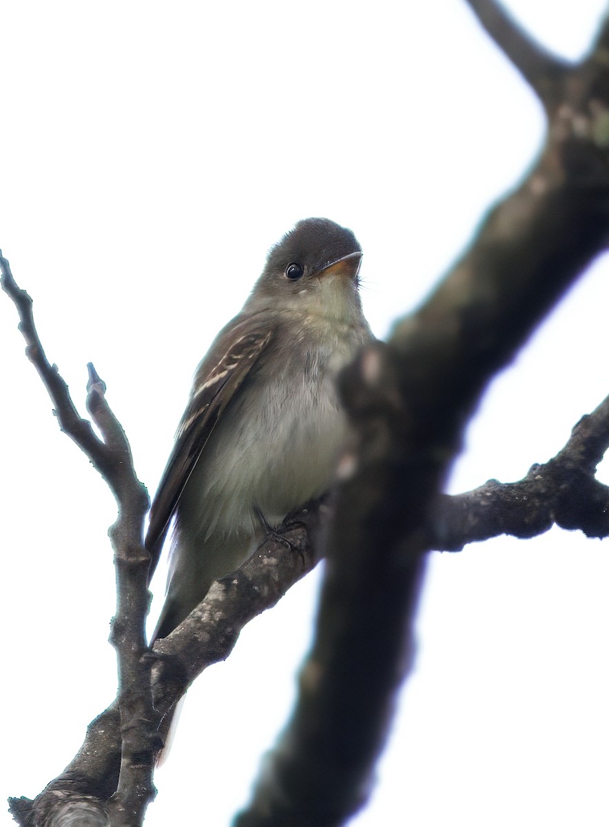 Eastern Wood-Pewee - ML644782385