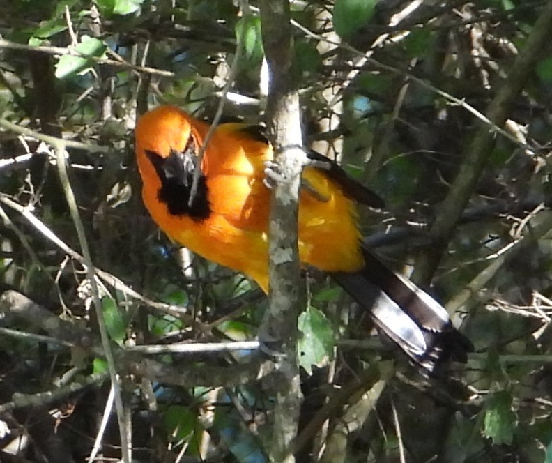 Altamira Oriole - ML644782387