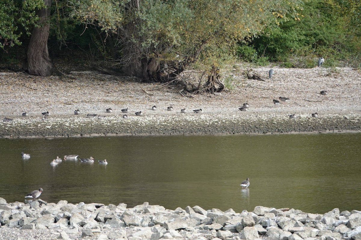 Гуска сіра - ML644782389