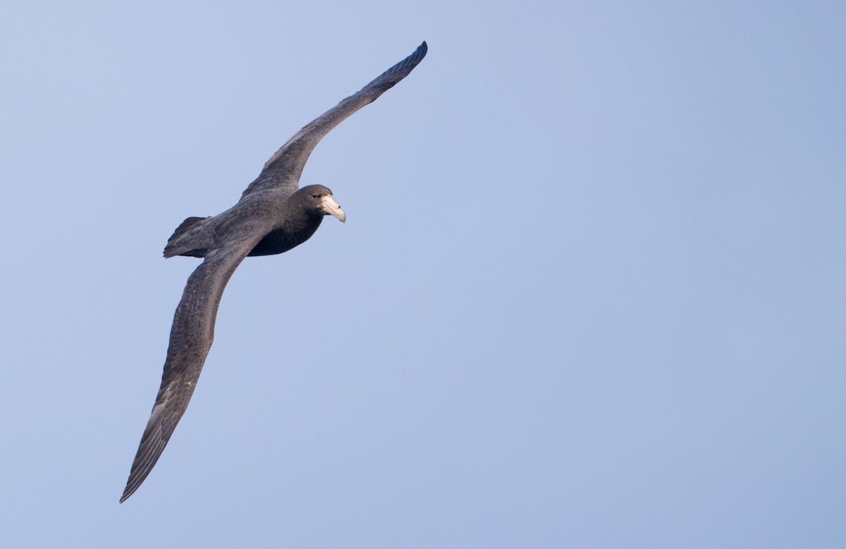 Southern Giant-Petrel - ML644782393