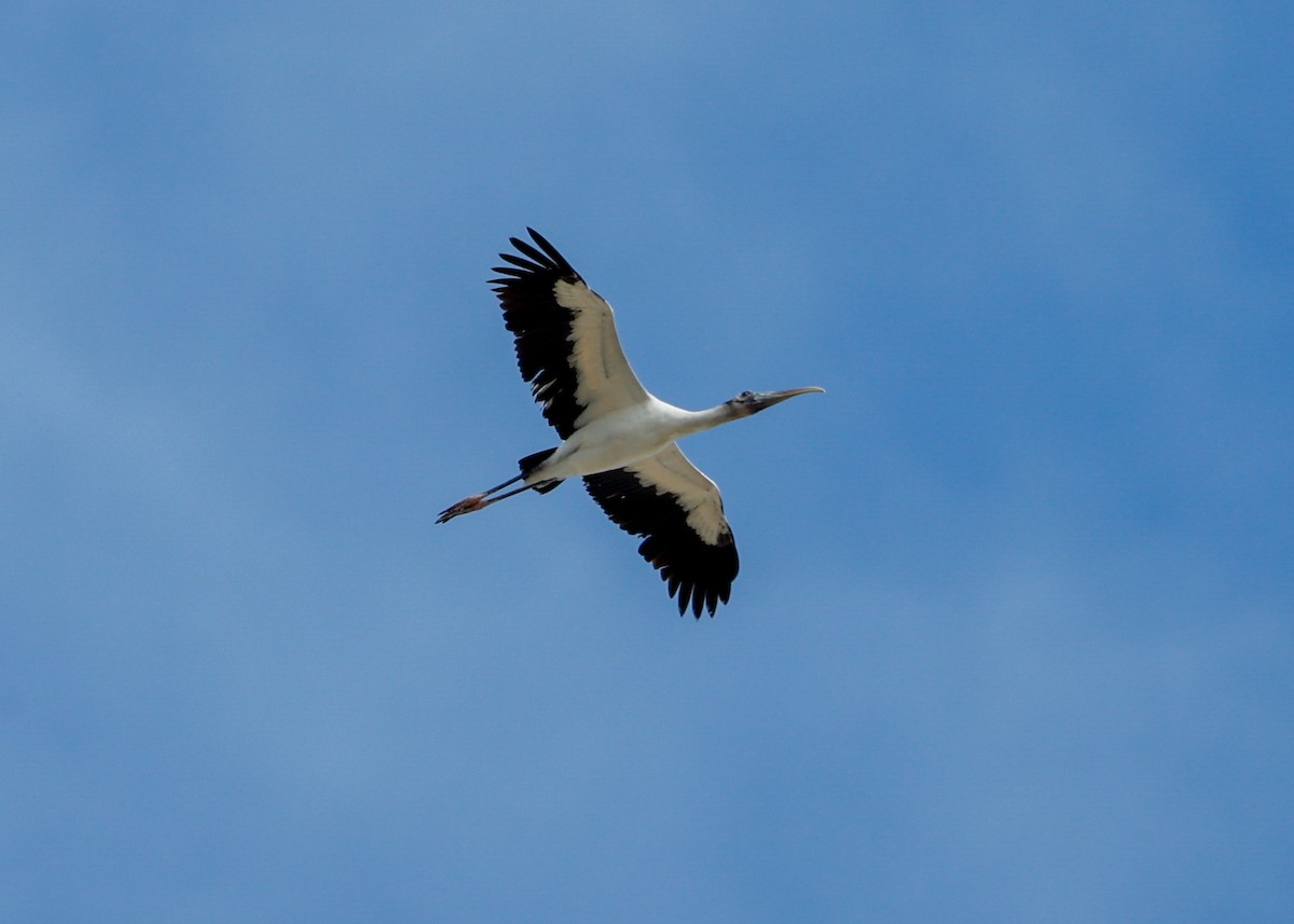 Wood Stork - ML644782395