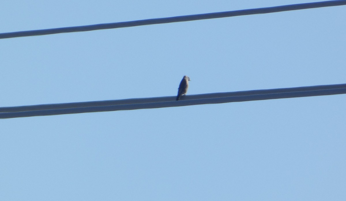 vestblåfugl - ML644782403