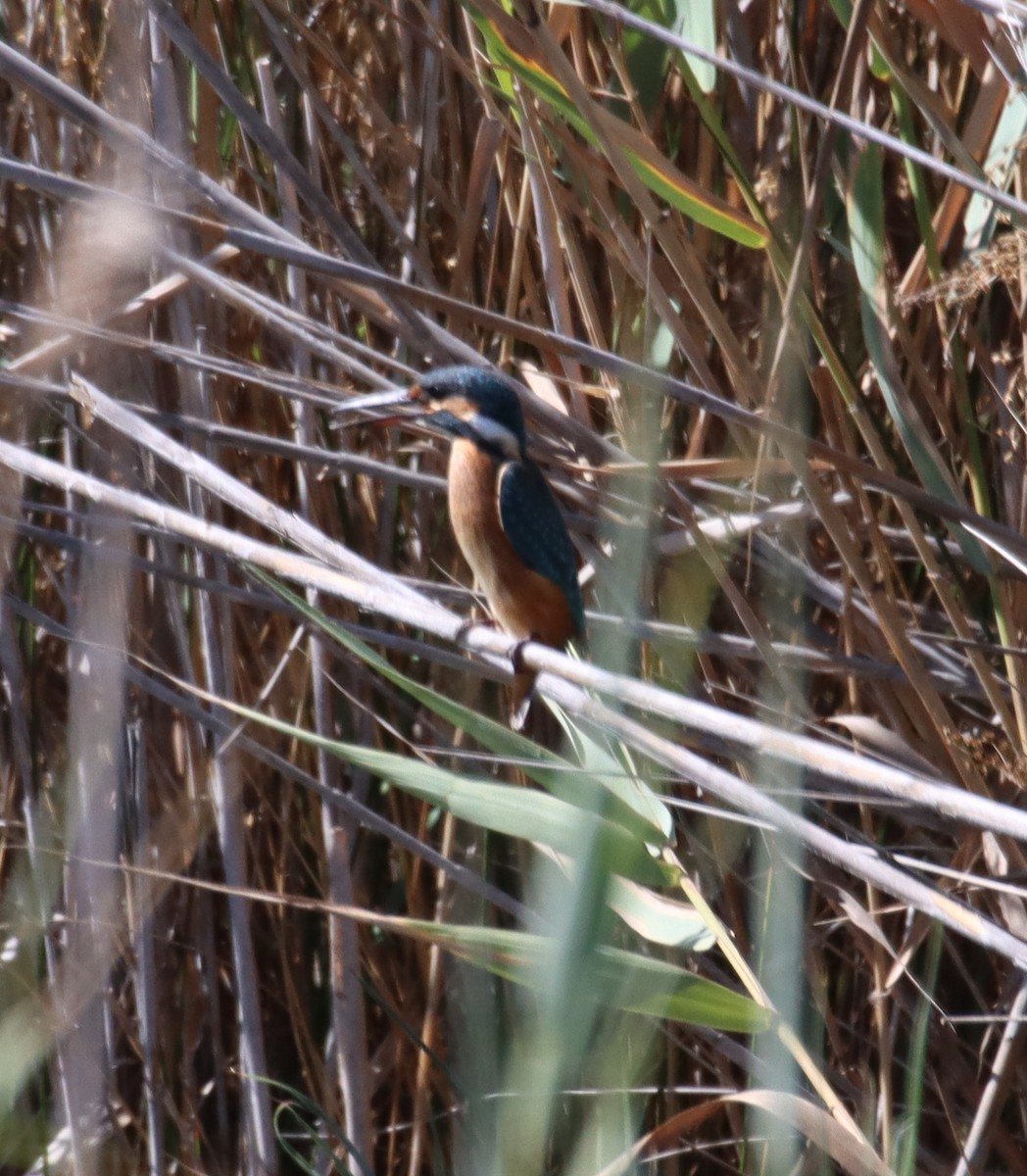 Common Kingfisher - ML644782413