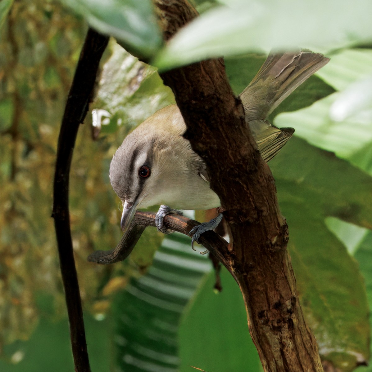 Віреон червоноокий - ML644782415