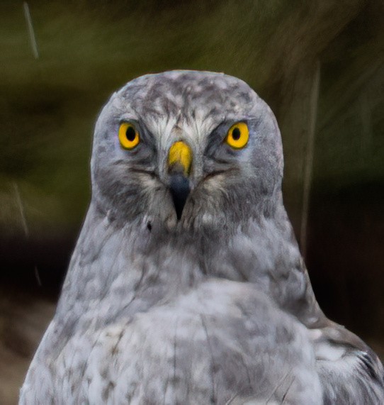 Busard des marais - ML644782416