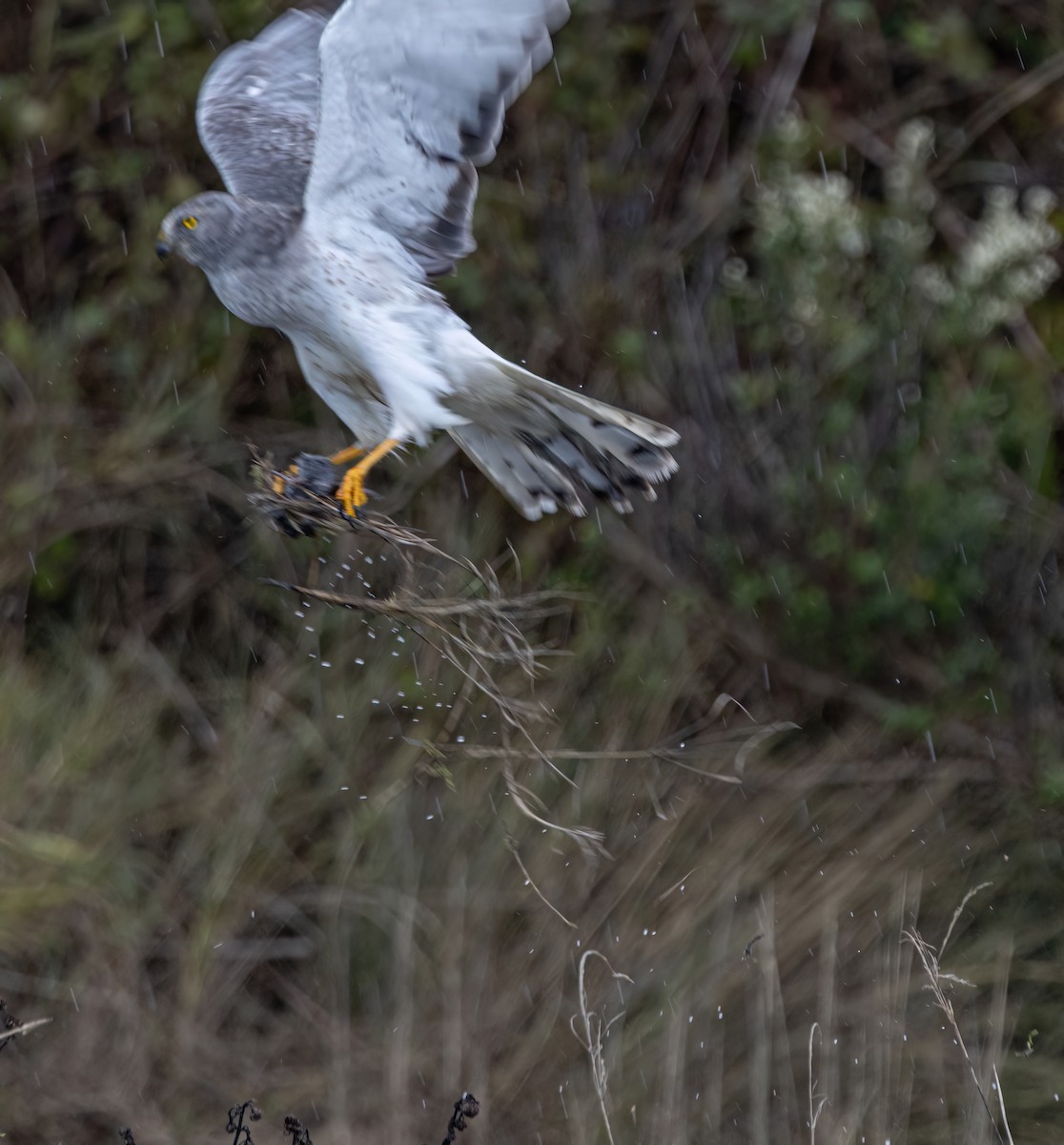 Лунь американський - ML644782418