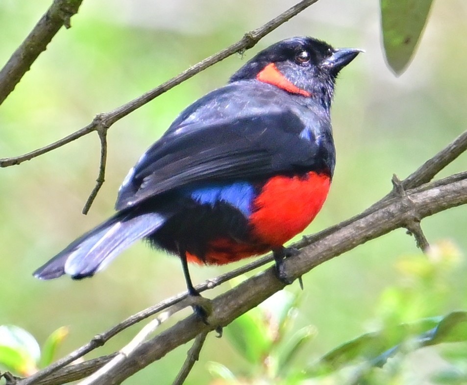 Андагра червонощока - ML644782422