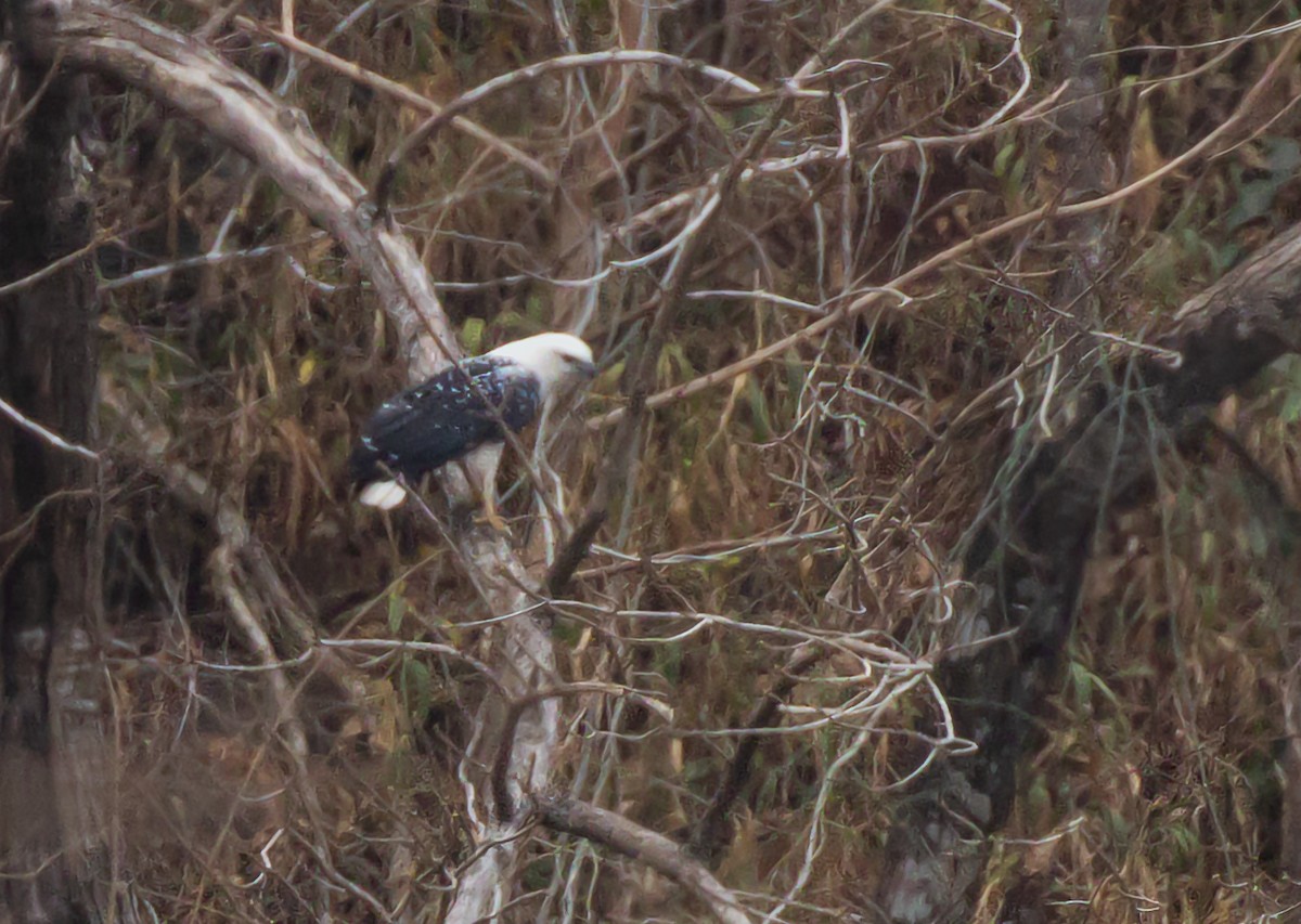 Канюк білий - ML644782423