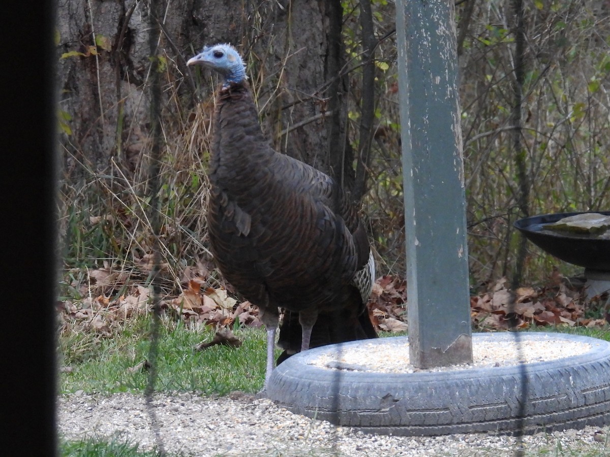 Індик великий - ML644782427